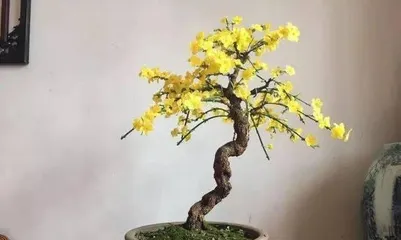 A Complete Guide to Caring for Winter Jasmine Bonsai (A must-have flower for the Spring Festival, master these techniques to make your winter jasmine bonsai more beautiful) 1