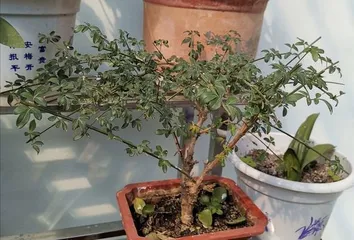 A Complete Guide to Caring for Winter Jasmine Bonsai (A must-have flower for the Spring Festival, master these techniques to make your winter jasmine bonsai more beautiful) 2
