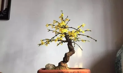 A Complete Guide to Caring for Winter Jasmine Bonsai (A must-have flower for the Spring Festival, master these techniques to make your winter jasmine bonsai more beautiful) 3