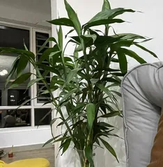 如何养护发财竹（让您的发财竹更加茁壮生长）1