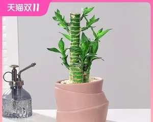 如何养护发财竹（让您的发财竹更加茁壮生长）2