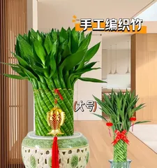 如何养护发财竹（让您的发财竹更加茁壮生长）3