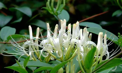 Flowering Cycle and Care Techniques for Honeysuckle (Master the Flowering Cycle of Honeysuckle to Make Your Flowering Season Last for Three Seasons) 1