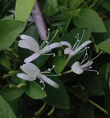 Flowering Cycle and Care Techniques for Honeysuckle (Master the Flowering Cycle of Honeysuckle to Make Your Flowering Season Last for Three Seasons) 2