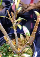 Dendrobium Care (Exploring New Ideas for Dendrobium Cultivation: Is a Large Pot or a Small Pot More Suitable?) 1