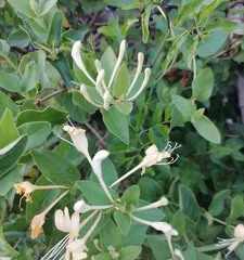 Flowering Cycle and Care Techniques for Honeysuckle (Master the Flowering Cycle of Honeysuckle to Make Your Flowering Season Last for Three Seasons) 3