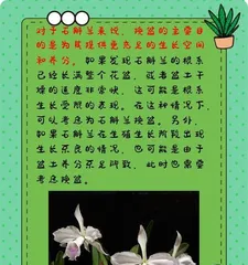 Dendrobium Care (Exploring New Ideas for Dendrobium Cultivation: Is a Large Pot or a Small Pot More Suitable?) 2