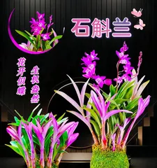 Dendrobium Care (Exploring New Ideas for Dendrobium Cultivation: Is a Large Pot or a Small Pot More Suitable?) 3