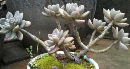 The Perfect Care Guide for Winter Beauty Succulents (Make Your Winter Beauty Succulents More Beautiful and Healthy) 1