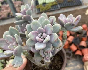 The Perfect Care Guide for Winter Beauty Succulents (Make Your Winter Beauty Succulents More Beautiful and Healthy) 2