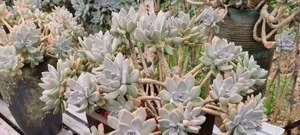 The Perfect Care Guide for Winter Beauty Succulents (Make Your Winter Beauty Succulents More Beautiful and Healthy) 3