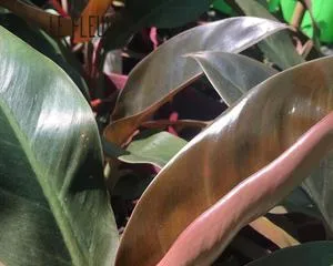 Emerald Ripple Care Guide (Creating a Thriving Emerald Ripple) 1