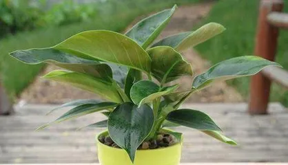 Emerald Ripple Care Guide (Creating a Thriving Emerald Ripple) 2