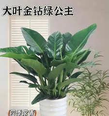 Emerald Ripple Care Guide (Creating a Thriving Emerald Ripple) 3