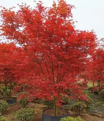 Is the growth speed of Japanese Red Maple fast or not? (Unveiling the growth speed of Red Maple, exploring the beauty of Japanese Red Maple) 1
