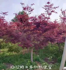 Is the growth speed of Japanese Red Maple fast or not? (Unveiling the growth speed of Red Maple, exploring the beauty of Japanese Red Maple) 2