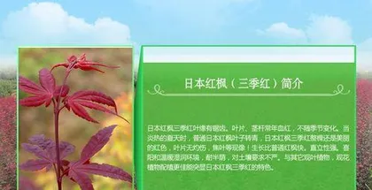 Is the growth speed of Japanese Red Maple fast or not? (Unveiling the growth speed of Red Maple, exploring the beauty of Japanese Red Maple) 3