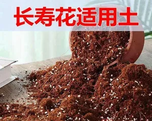 A Complete Guide to Growing Kalanchoe (What Soil to Use? How to Care for It?) 1