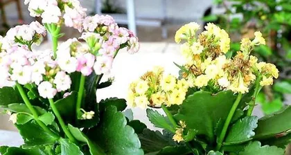 A Complete Guide to Growing Kalanchoe (What Soil to Use? How to Care for It?) 2