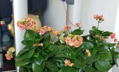 A Complete Guide to Growing Kalanchoe (What Soil to Use? How to Care for It?) 3