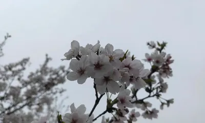 Planting cherry blossom trees at home is auspicious in Feng Shui (The Feng Shui meaning and care methods of cherry blossom trees) 1
