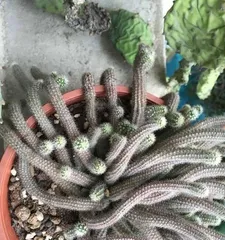 仙人掌浇水的正确方法（浇水注意事项、养护技巧）1