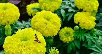 How to care for marigolds indoors? (Marigold care tips and precautions) 1