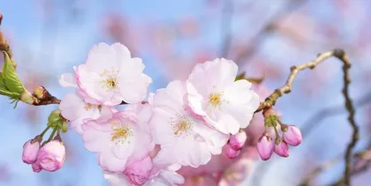 Planting cherry blossom trees at home is auspicious in Feng Shui (The Feng Shui meaning and care methods of cherry blossom trees) 2
