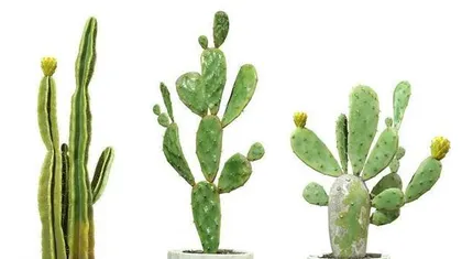 仙人掌浇水的正确方法（浇水注意事项、养护技巧）2