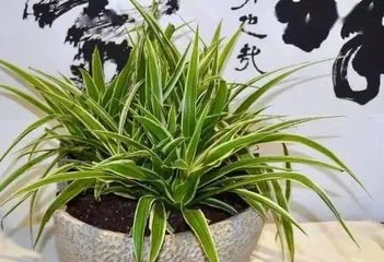 仙人掌浇水的正确方法（浇水注意事项、养护技巧）3