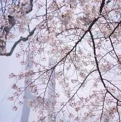 Planting cherry blossom trees at home is auspicious in Feng Shui (The Feng Shui meaning and care methods of cherry blossom trees) 3