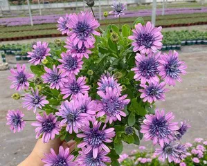 How to care for marigolds indoors? (Marigold care tips and precautions) 2