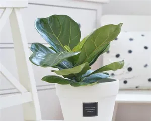 The Complete Guide to Growing Golden Ficus (Creating Your Green Bonsai at Home) 1