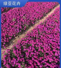 Beauty Cherry (From Planting to Flowering, A Comprehensive Analysis of Planting Methods and Care Techniques) 1