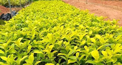 The Complete Guide to Growing Golden Ficus (Creating Your Green Bonsai at Home) 2