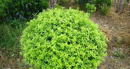 The Complete Guide to Growing Golden Ficus (Creating Your Green Bonsai at Home) 3