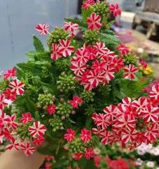 Beauty Cherry (From Planting to Flowering, A Comprehensive Analysis of Planting Methods and Care Techniques) 2