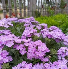 Beauty Cherry (From Planting to Flowering, A Comprehensive Analysis of Planting Methods and Care Techniques) 3