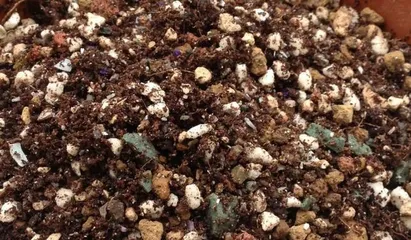 Cactus Summer Watering Guide (Master the Summer Watering Frequency of Cacti, Do a Good Job in Cactus Care) 1