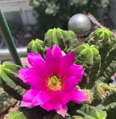 Cactus Summer Watering Guide (Master the Summer Watering Frequency of Cacti, Do a Good Job in Cactus Care) 2