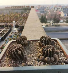 Cactus Summer Watering Guide (Master the Summer Watering Frequency of Cacti, Do a Good Job in Cactus Care) 3