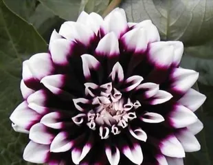 Are Dahlias Toxic? A Guide to Indoor Care Tips1