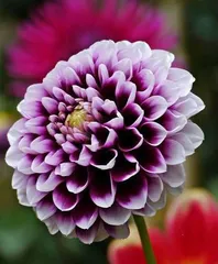Are Dahlias Toxic? A Guide to Indoor Care Tips2