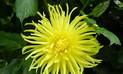 Are Dahlias Toxic? A Guide to Indoor Care Tips3