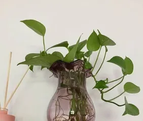 夏日养护绿萝（打造清凉空气的家居绿植）1