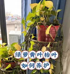 夏日养护绿萝（打造清凉空气的家居绿植）2