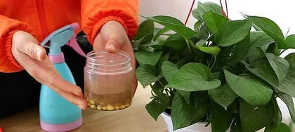 夏日养护绿萝（打造清凉空气的家居绿植）3