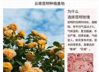 非洲菊的水养技巧（轻松掌握，快速成为非洲菊养护达人）1