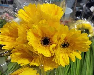 非洲菊的水养技巧（轻松掌握，快速成为非洲菊养护达人）2