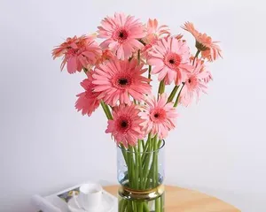 非洲菊的水养技巧（轻松掌握，快速成为非洲菊养护达人）3